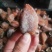 柿饼1~2两