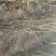 核桃苗100~150cm2~3年