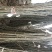 苹果树苗100cm以上