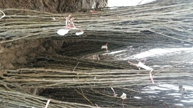 苹果树苗100cm以上