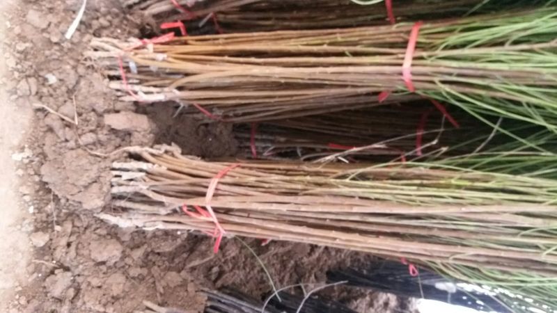 黄桃树苗80cm以上