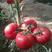 草莓柿子苗，普罗旺斯西红柿苗，樱桃西红柿苗，