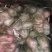 大白菜净菜4~6斤