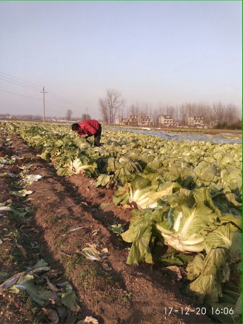 大白菜净菜4~6斤