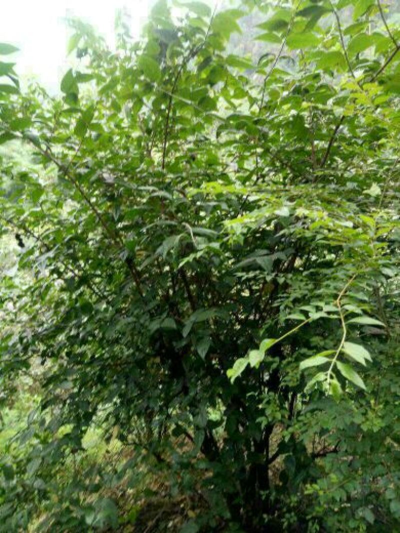素心蜡梅6~8cm4~6cm4米以上