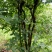 素心蜡梅6~8cm4~6cm4米以上