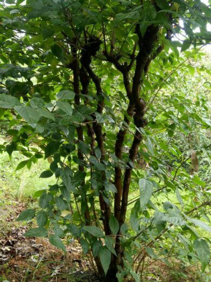 素心蜡梅6~8cm4~6cm4米以上