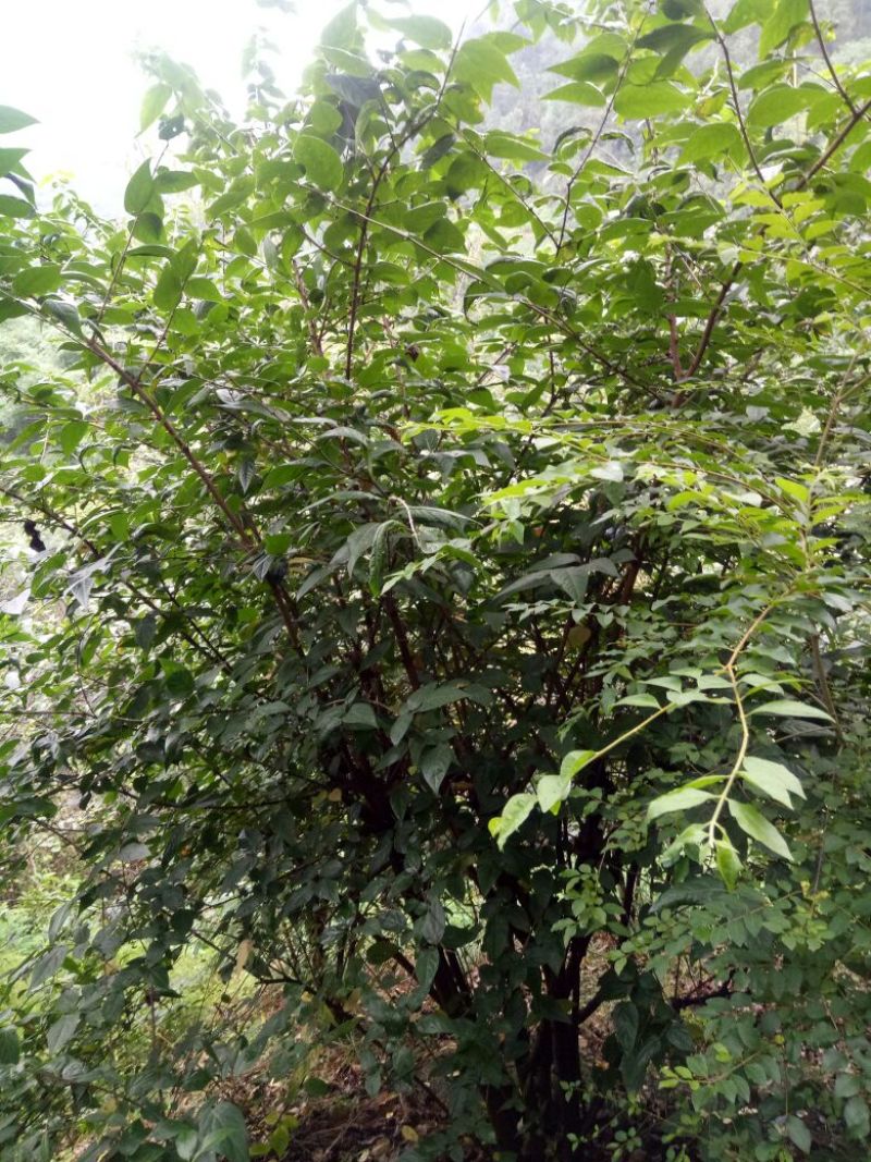 素心蜡梅6~8cm4~6cm4米以上
