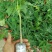 木瓜树苗10~20cm
