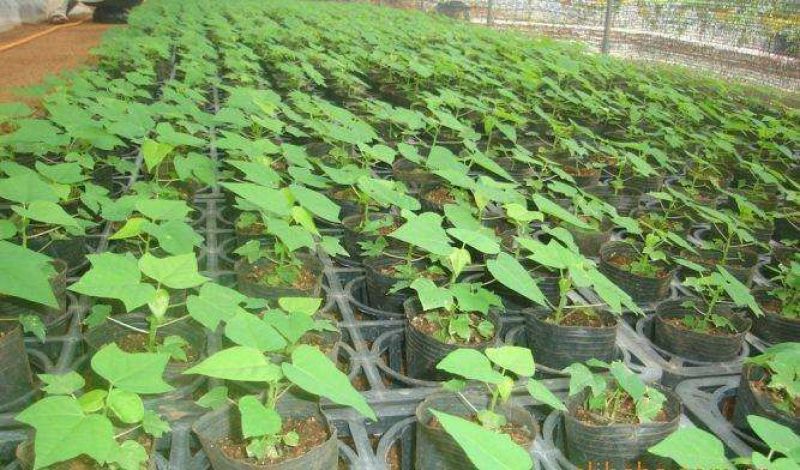 木瓜树苗10~20cm