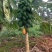 木瓜树苗10~20cm