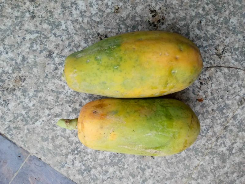 木瓜树苗10~20cm