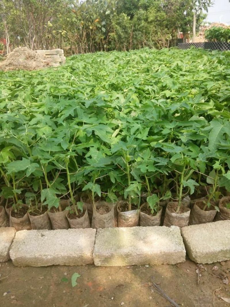 木瓜树苗10~20cm