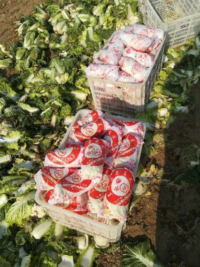 娃娃菜5~7两以上
