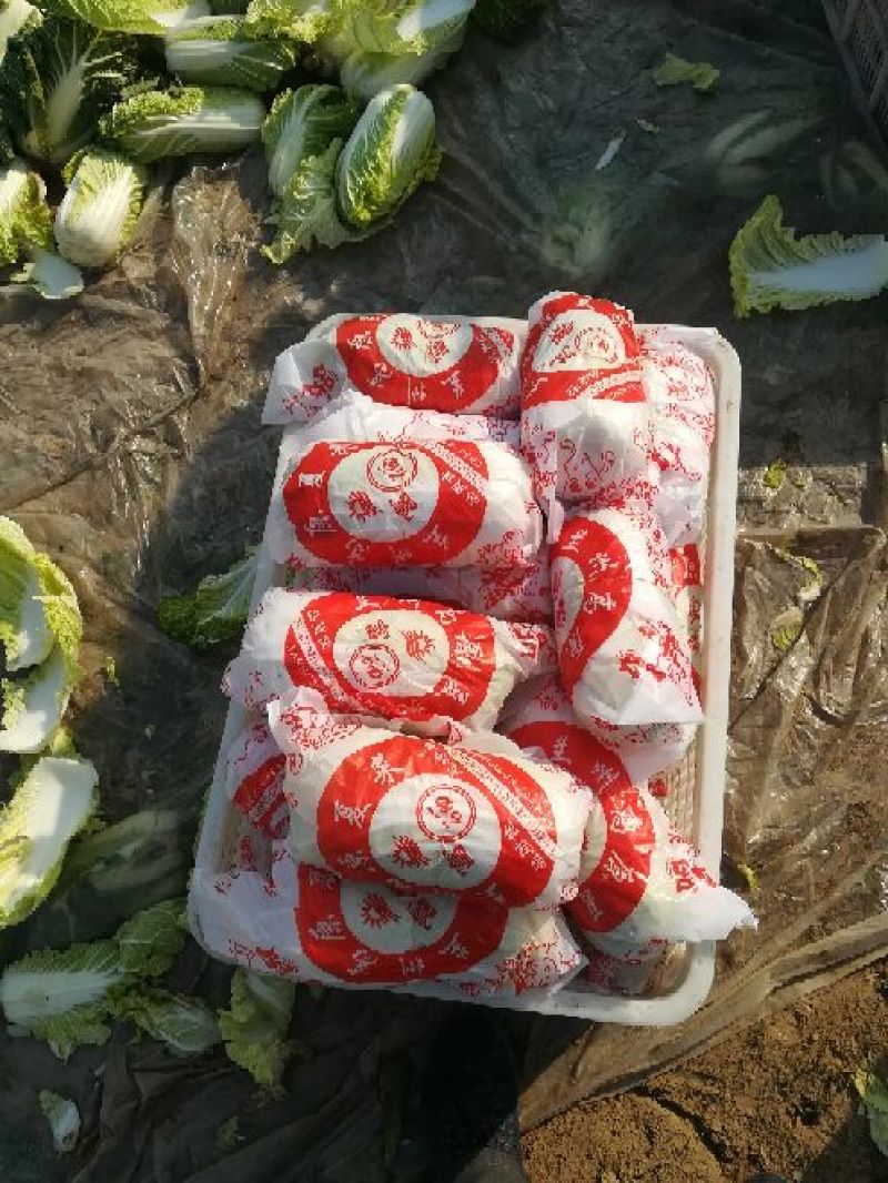 娃娃菜5~7两以上