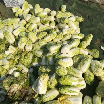 娃娃菜5~7两以上