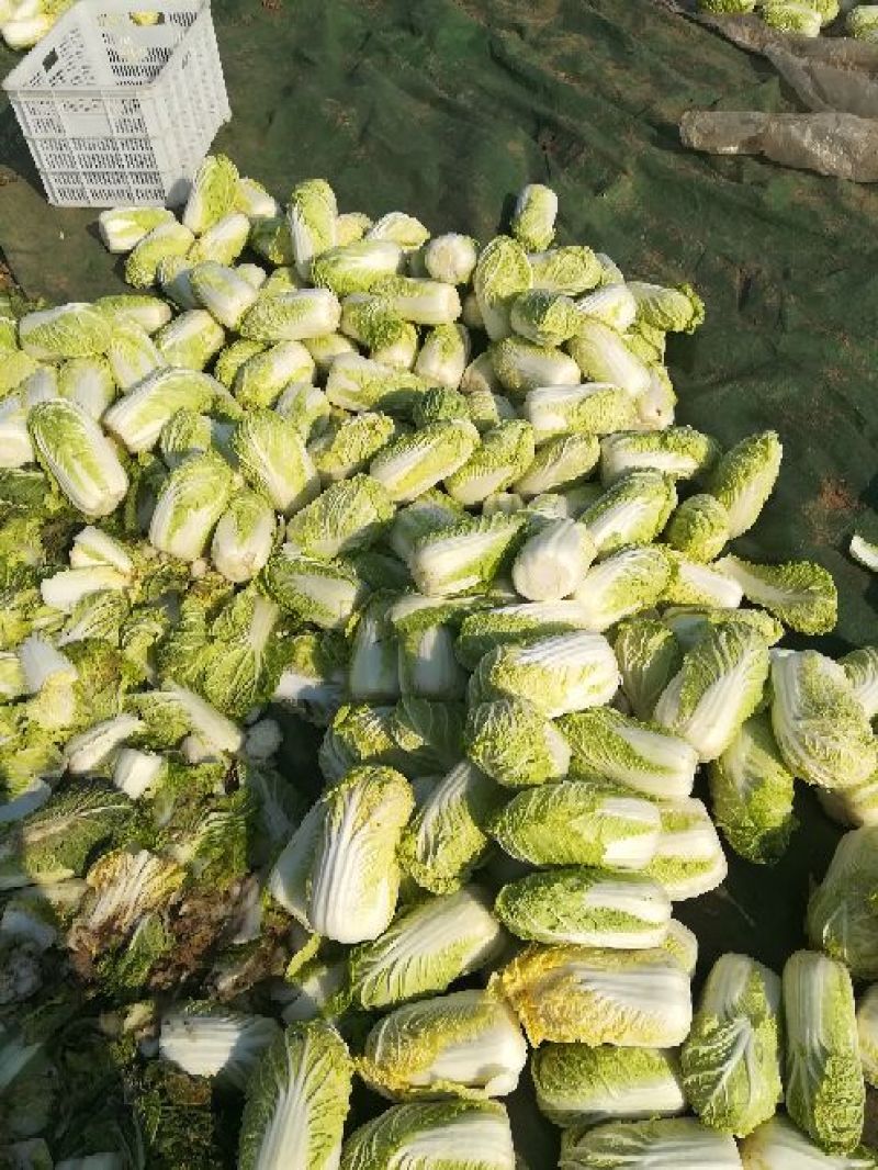 娃娃菜5~7两以上