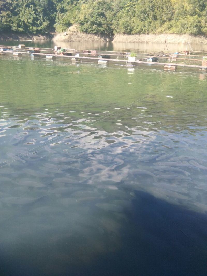 青鱼活鱼
