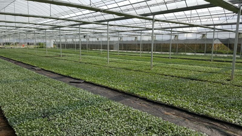 西兰花0.5~0.8斤