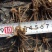 白芨种苗10cm以下