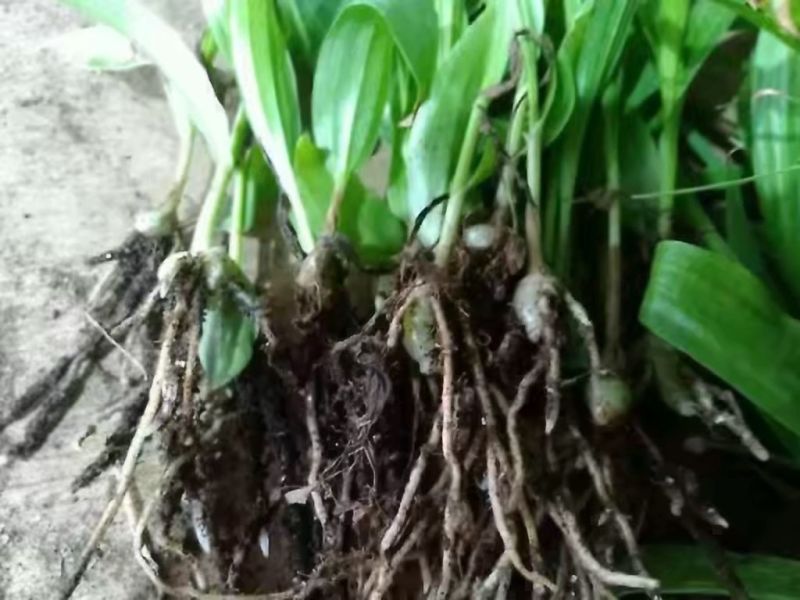 白芨种苗10cm以下