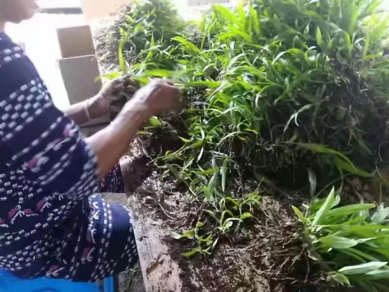 白芨种苗10cm以下