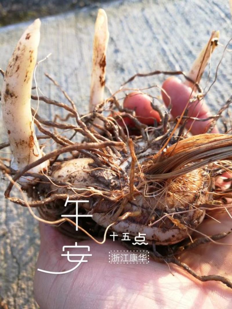 白芨种苗10cm以下