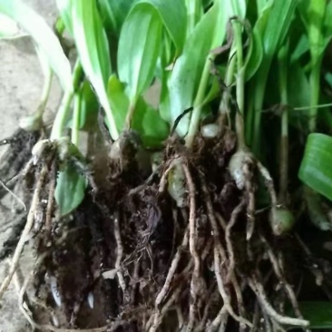 白芨种苗10cm以下