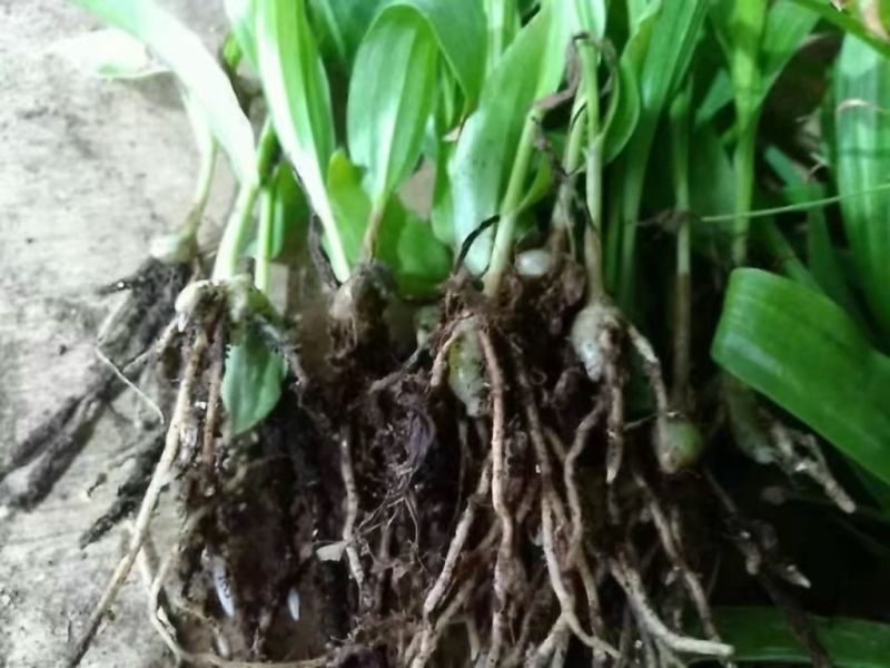 白芨种苗10cm以下