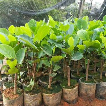 菠萝蜜苗稿接树
