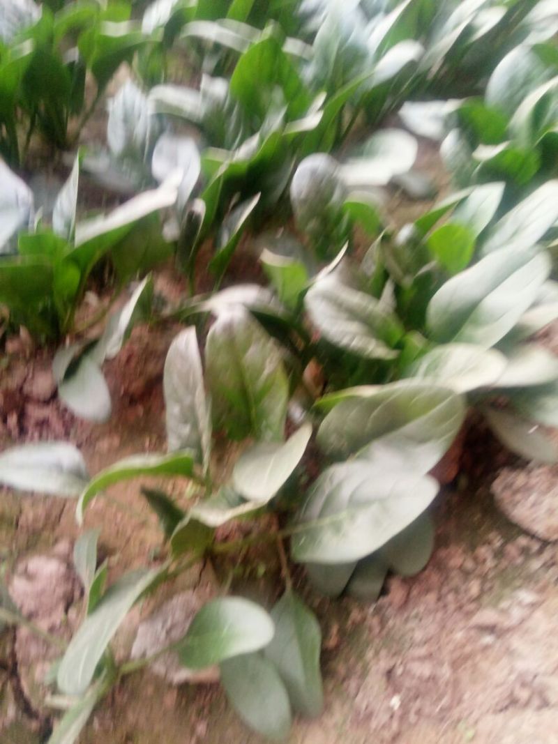 菠菜15~20厘米
