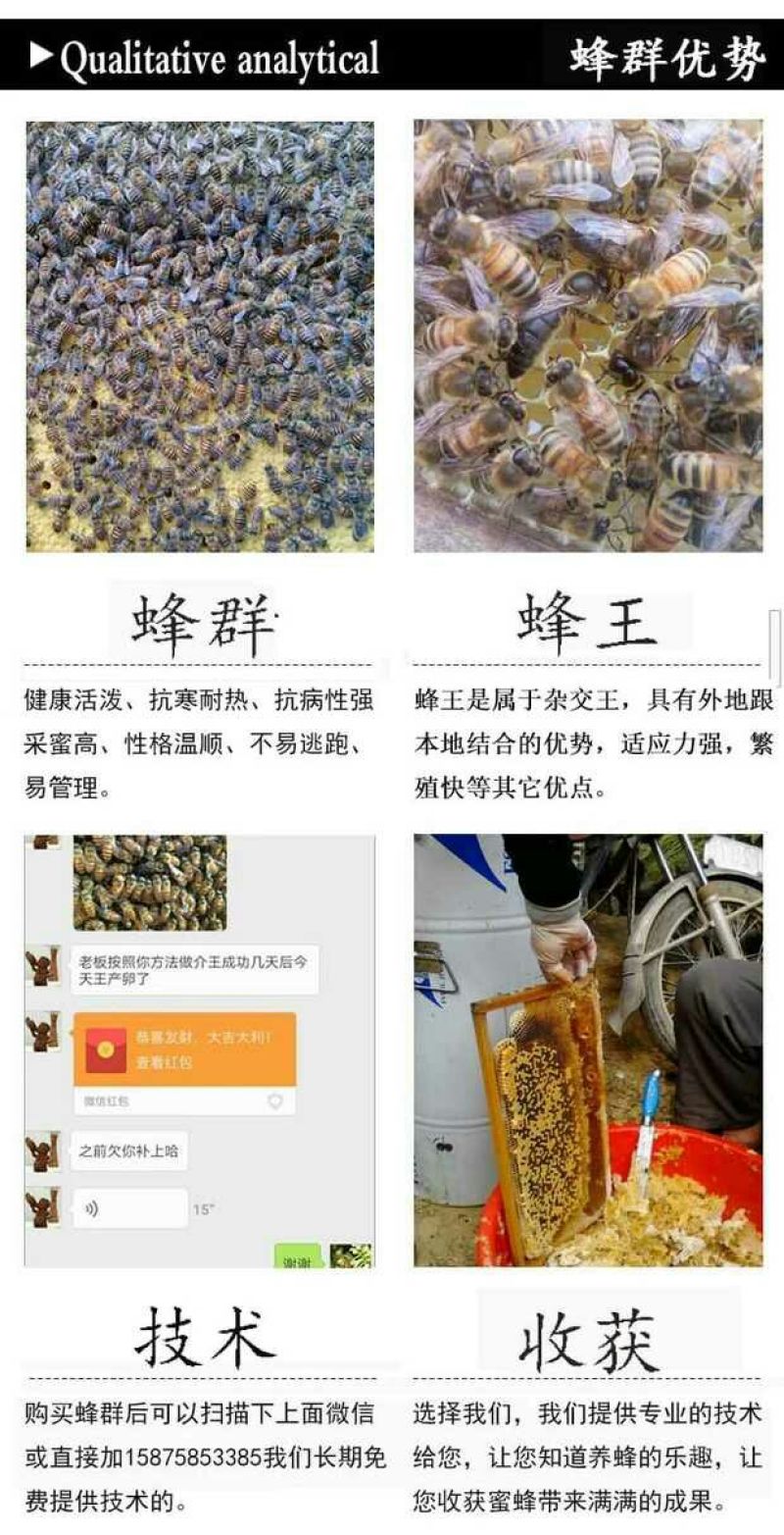 中蜂平箱装