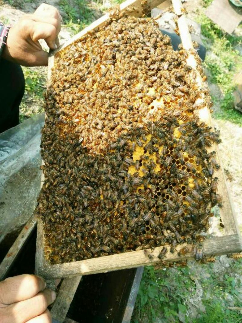 中蜂平箱装