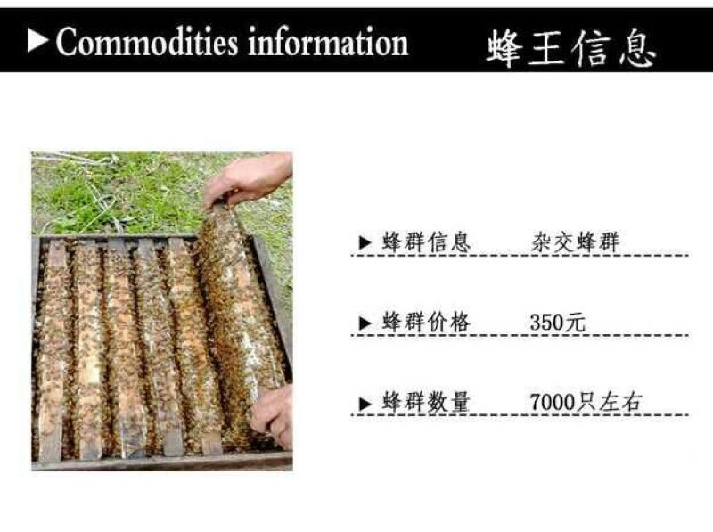 中蜂平箱装