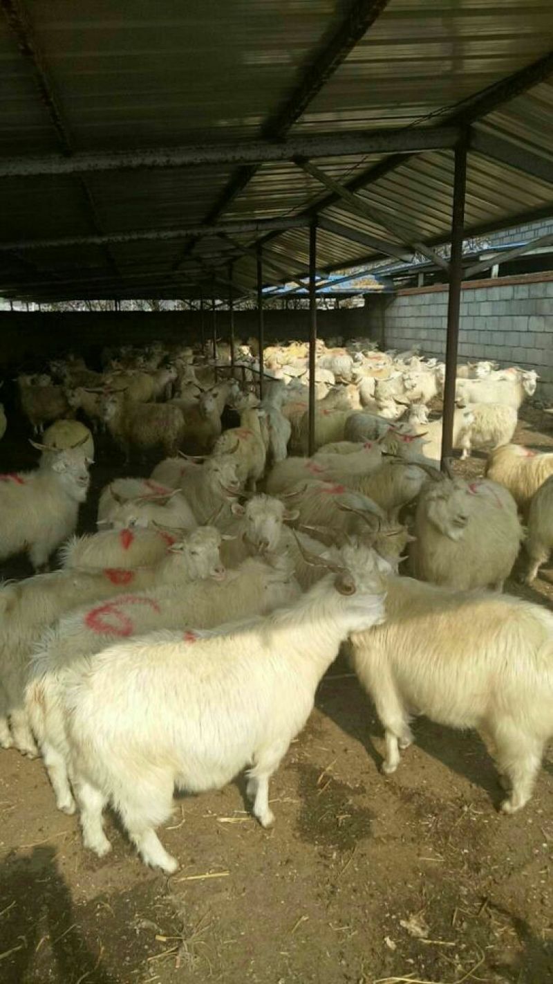 辽宁精品养殖羊杀肉绒山羊