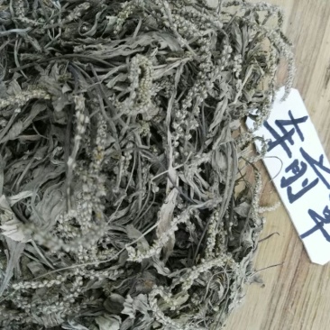 车前草