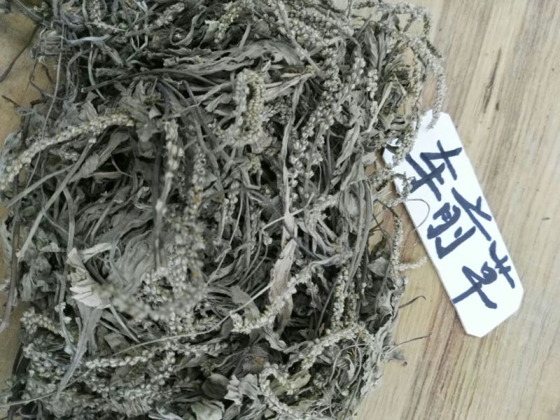车前草
