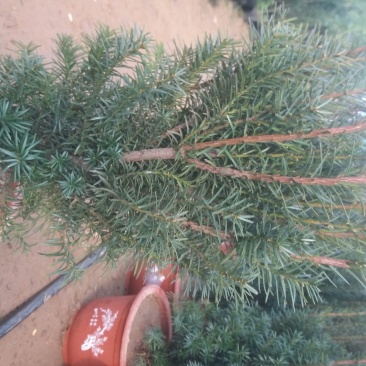 红豆衫80~100cm