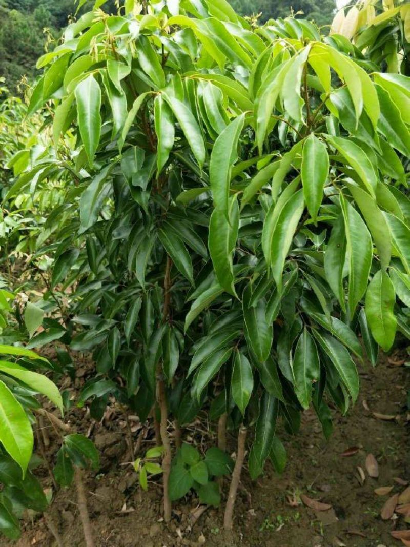 无核荔枝苗50~80cm