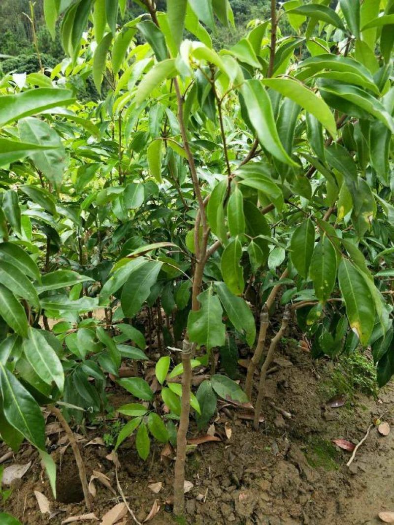 无核荔枝苗50~80cm