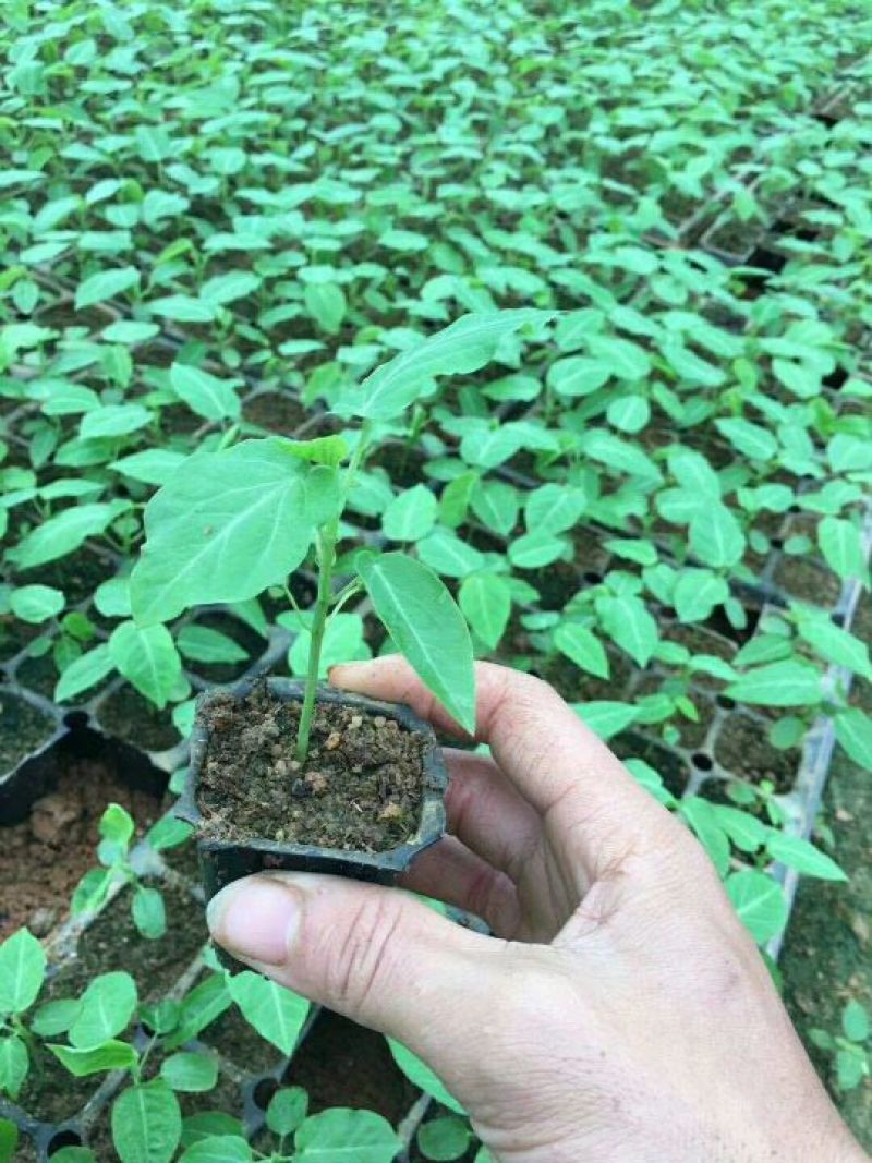 哥伦比亚黄金百香果种苗10~20cm