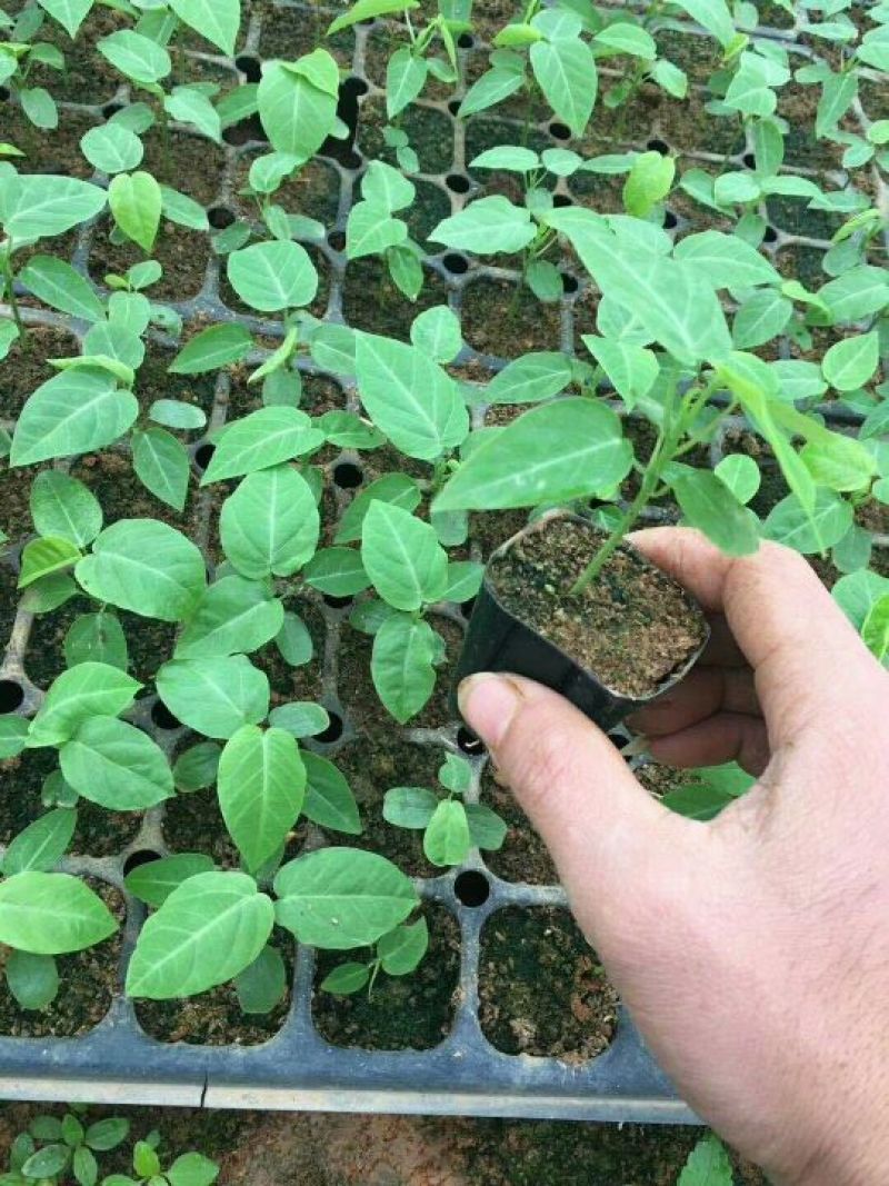 哥伦比亚黄金百香果种苗10~20cm