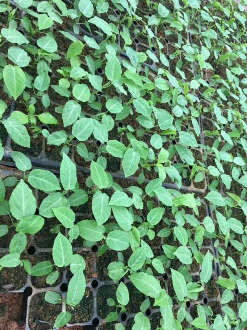 哥伦比亚黄金百香果种苗10~20cm