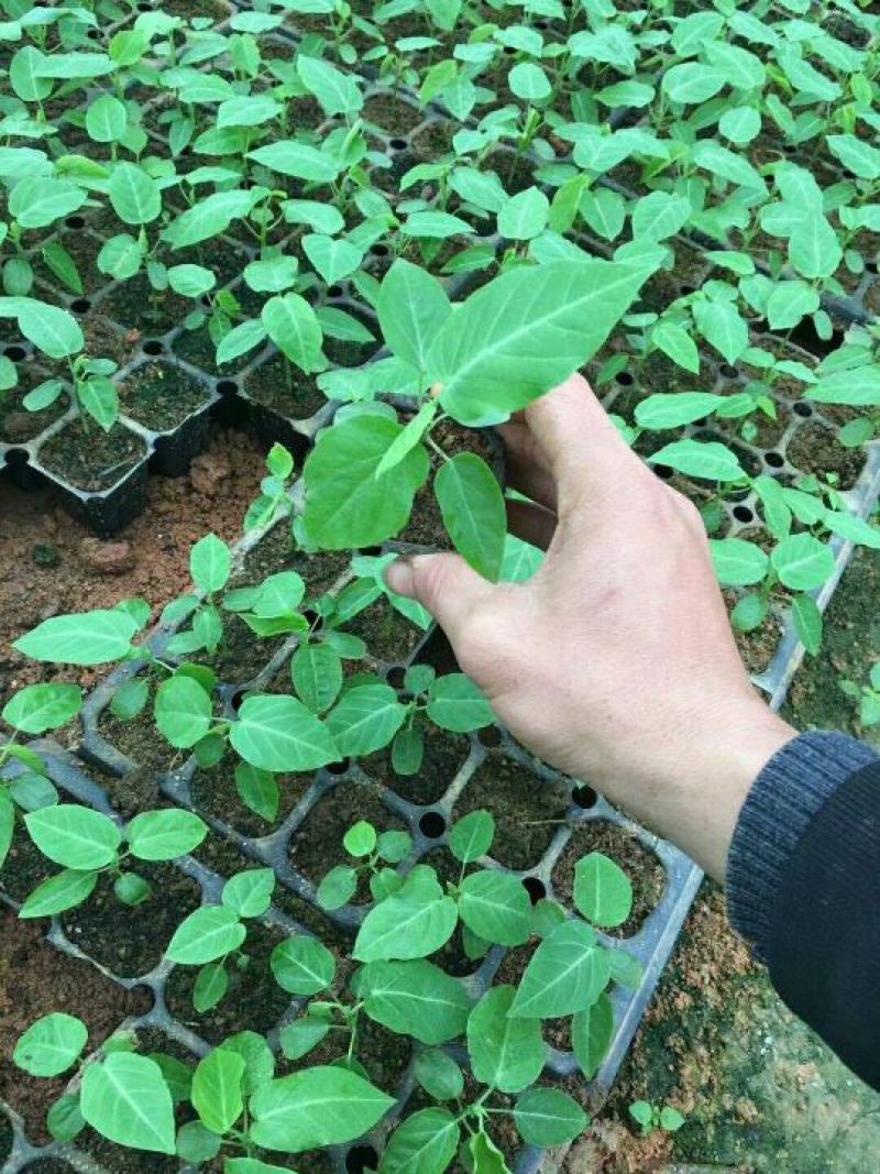 哥伦比亚黄金百香果种苗10~20cm