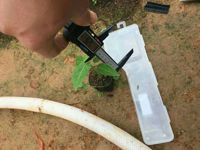 哥伦比亚黄金百香果种苗10~20cm