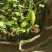 红香蕉苗一级良种1~2年