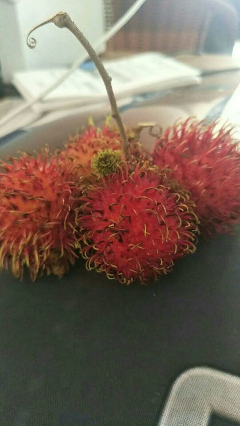 毛丹1.5~2cm