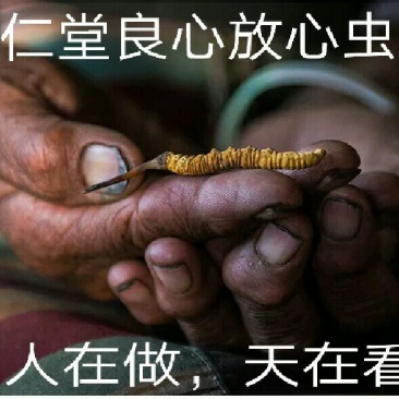 【纯野生】六百万销青海祁连山雪山小虫草高海拔纯野生虫草