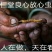 【纯野生】六百万销青海祁连山雪山小虫草高海拔纯野生虫草
