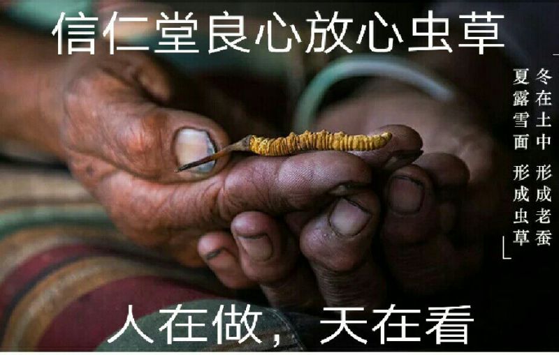 【纯野生】六百万销青海祁连山雪山小虫草高海拔纯野生虫草